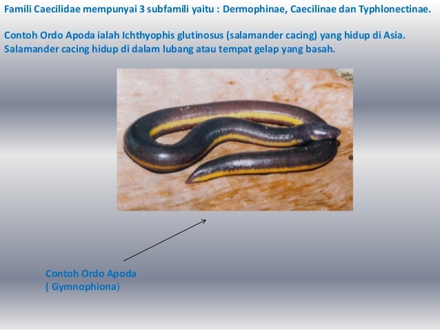 80+ Gambar Salamander Cacing Paling Hist 80+ Gambar Salamander Cacing Paling Hist