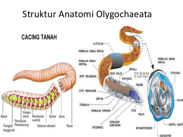 65 Gambar Organ Cacing Tanah Kekinian 65 Gambar Organ Cacing Tanah Kekinian