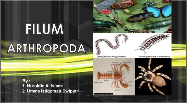 7700 Koleksi Gambar Hewan Filum Arthropoda HD Terbaru