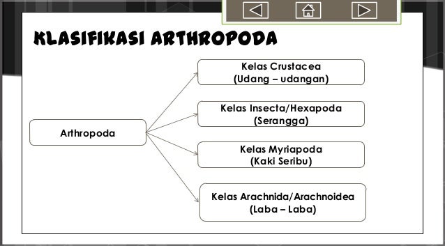 Filum Arthropoda