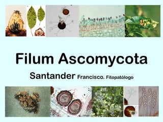 Filum Ascomycota
Santander Francisco. Fitopatólogo
 