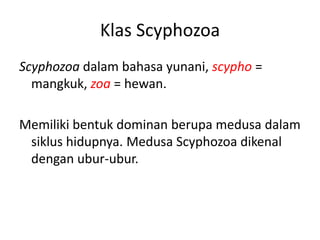 Klas Scyphozoa
Scyphozoa dalam bahasa yunani, scypho =
  mangkuk, zoa = hewan.

Memiliki bentuk dominan berupa medusa dalam
 siklus hidupnya. Medusa Scyphozoa dikenal
 dengan ubur-ubur.
 