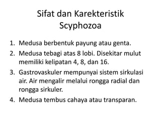 Sifat dan Karekteristik
                Scyphozoa
1. Medusa berbentuk payung atau genta.
2. Medusa tebagi atas 8 lobi. Disekitar mulut
   memiliki kelipatan 4, 8, dan 16.
3. Gastrovaskuler mempunyai sistem sirkulasi
   air. Air mengalir melalui rongga radial dan
   rongga sirkuler.
4. Medusa tembus cahaya atau transparan.
 