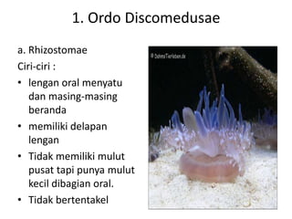1. Ordo Discomedusae
a. Rhizostomae
Ciri-ciri :
• lengan oral menyatu
   dan masing-masing
   beranda
• memiliki delapan
   lengan
• Tidak memiliki mulut
   pusat tapi punya mulut
   kecil dibagian oral.
• Tidak bertentakel
 