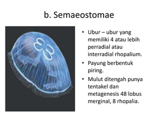 b. Semaeostomae
        • Ubur – ubur yang
          memiliki 4 atau lebih
          perradial atau
          interradial rhopalium.
        • Payung berbentuk
          piring.
        • Mulut ditengah punya
          tentakel dan
          metagenesis 48 lobus
          merginal, 8 rhopalia.
 