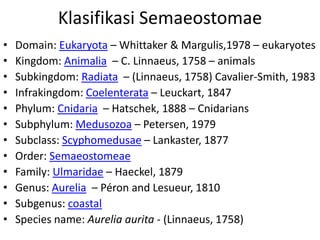 Klasifikasi Semaeostomae
•   Domain: Eukaryota – Whittaker & Margulis,1978 – eukaryotes
•   Kingdom: Animalia – C. Linnaeus, 1758 – animals
•   Subkingdom: Radiata – (Linnaeus, 1758) Cavalier-Smith, 1983
•   Infrakingdom: Coelenterata – Leuckart, 1847
•   Phylum: Cnidaria – Hatschek, 1888 – Cnidarians
•   Subphylum: Medusozoa – Petersen, 1979
•   Subclass: Scyphomedusae – Lankaster, 1877
•   Order: Semaeostomeae
•   Family: Ulmaridae – Haeckel, 1879
•   Genus: Aurelia – Péron and Lesueur, 1810
•   Subgenus: coastal
•   Species name: Aurelia aurita - (Linnaeus, 1758)
 