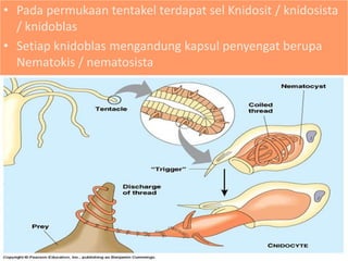 • Pada permukaan tentakel terdapat sel Knidosit / knidosista
/ knidoblas
• Setiap knidoblas mengandung kapsul penyengat berupa
Nematokis / nematosista
 