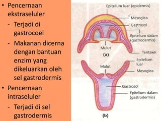 • Pencernaan
ekstraseluler
- Terjadi di
gastrocoel
- Makanan dicerna
dengan bantuan
enzim yang
dikeluarkan oleh
sel gastrodermis
• Pencernaan
intraseluler
- Terjadi di sel
gastrodermis
 