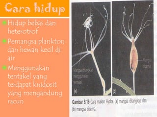 Cara hidup
❀Hidup bebas dan
heterotrof
❀Pemangsa plankton
dan hewan kecil di
air
❀Menggunakan
tentakel yang
terdapat knidosit
yang mengandung
racun
 