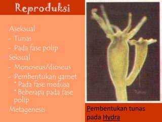 Reproduksi
☁Aseksual
- Tunas
- Pada fase polip
☁Seksual
- Monoseus/dioseus
- Pembentukan gamet
* Pada fase medusa
* Beberapa pada fase
polip
☁Metagenesis Pembentukan tunas
pada Hydra
 
