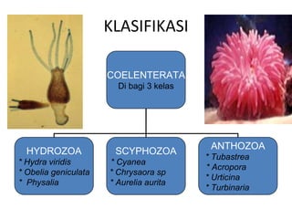 KLASIFIKASI
COELENTERATA
Di bagi 3 kelas
HYDROZOA
* Hydra viridis
* Obelia geniculata
* Physalia
SCYPHOZOA
* Cyanea
* Chrysaora sp
* Aurelia aurita
ANTHOZOA
* Tubastrea
* Acropora
* Urticina
* Turbinaria
 