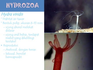 HYDROZOA
Hydra viridis
* Habitat air tawar
* Bentuk polip, ukuran 6-15 mm
- ujung aboral melekat
didasar
- ujung oral bebas, terdapat
mulut yang dikelilingi
tentakel
• Reproduksi
- Aseksual, dengan tunas
- Seksual, bersifat
hermaprodit
 