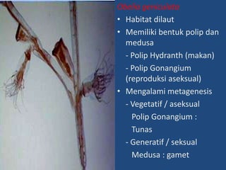 Obelia geniculata
• Habitat dilaut
• Memiliki bentuk polip dan
medusa
- Polip Hydranth (makan)
- Polip Gonangium
(reproduksi aseksual)
• Mengalami metagenesis
- Vegetatif / aseksual
Polip Gonangium :
Tunas
- Generatif / seksual
Medusa : gamet
 