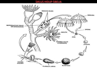 SIKLUS HIDUP OBELIA
 