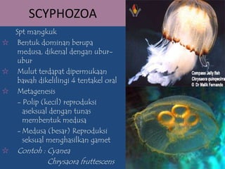 SCYPHOZOA
Spt mangkuk
✩ Bentuk dominan berupa
medusa, dikenal dengan ubur-
ubur
✩ Mulut terdapat dipermukaan
bawah dikelilingi 4 tentakel oral
✩ Metagenesis
- Polip (kecil) reproduksi
aseksual dengan tunas
membentuk medusa
- Medusa (besar) Reproduksi
seksual menghasilkan gamet
✩ Contoh : Cyanea
Chrysaora fruttescens
 