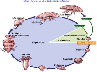 Siklus Hidup ubur-ubur (Chrysaora fruttescens)
 