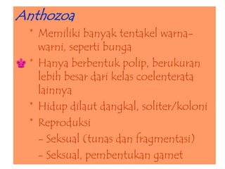 Anthozoa
* Memiliki banyak tentakel warna-
warni, seperti bunga
♚ * Hanya berbentuk polip, berukuran
lebih besar dari kelas coelenterata
lainnya
* Hidup dilaut dangkal, soliter/koloni
* Reproduksi
- Seksual (tunas dan fragmentasi)
- Seksual, pembentukan gamet
 