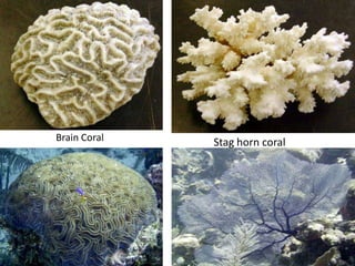 Brain Coral Stag horn coral
 