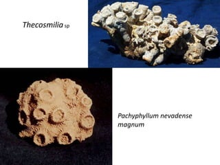 Pachyphyllum nevadense
magnum
Thecosmiliasp
 