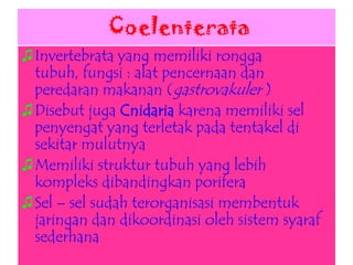 Coelenterata
♫Invertebrata yang memiliki rongga
tubuh, fungsi : alat pencernaan dan
peredaran makanan (gastrovakuler )
♫Disebut juga Cnidaria karena memiliki sel
penyengat yang terletak pada tentakel di
sekitar mulutnya
♫Memiliki struktur tubuh yang lebih
kompleks dibandingkan porifera
♫Sel – sel sudah terorganisasi membentuk
jaringan dan dikoordinasi oleh sistem syaraf
sederhana
 