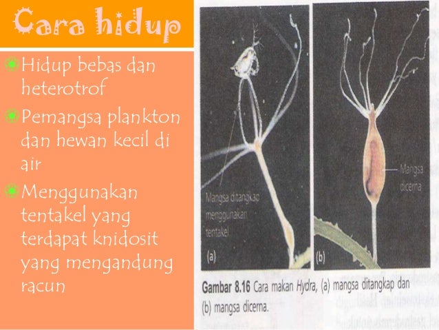 Filum Coelenterata 33120812