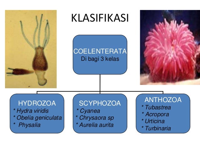 Filum Coelenterata 33120812