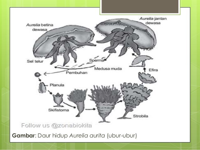 Daur Hidup Aurelia Sp Bersama Daur Hidup Aurelia Sp Bersama