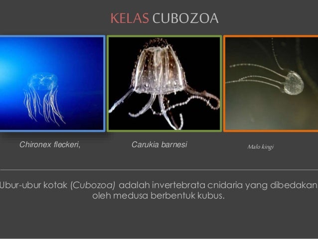 Filum Coelenterata 38815821