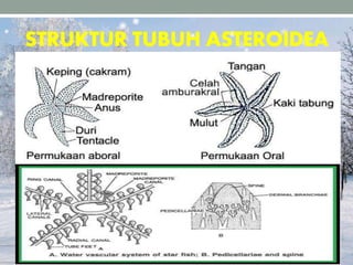 STRUKTUR TUBUH ASTEROIDEA
 