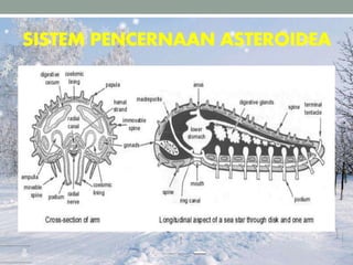 SISTEM PENCERNAAN ASTEROIDEA
 