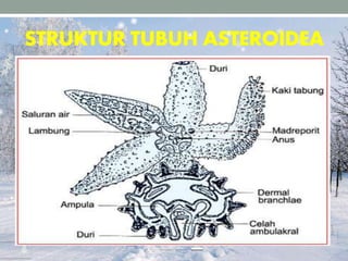 STRUKTUR TUBUH ASTEROIDEA
 