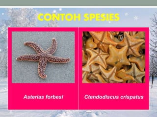 CONTOH SPESIES
Asterias forbesi Ctendodiscus crispatus
 