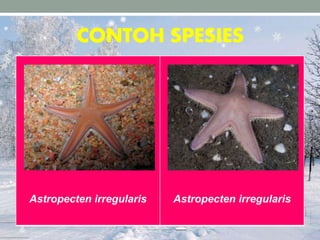 CONTOH SPESIES
Astropecten irregularis Astropecten irregularis
 