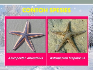 CONTOH SPESIES
Astropecten articulatus Astropecten bispinosus
 