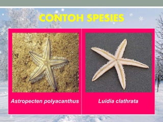 CONTOH SPESIES
Astropecten polyacanthus Luidia clathrata
 