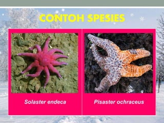 CONTOH SPESIES
Solaster endeca Pisaster ochraceus
 
