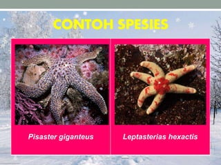 CONTOH SPESIES
Pisaster giganteus Leptasterias hexactis
 