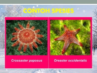 CONTOH SPESIES
Crossaster paposus Oreaster occidentalis
 
