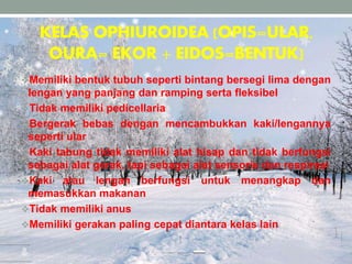 KELAS OPHIUROIDEA (OPIS=ULAR,
OURA= EKOR + EIDOS=BENTUK)
Memiliki bentuk tubuh seperti bintang bersegi lima dengan
lengan yang panjang dan ramping serta fleksibel
Tidak memiliki pedicellaria
Bergerak bebas dengan mencambukkan kaki/lengannya
seperti ular
Kaki tabung tidak memiliki alat hisap dan tidak berfungsi
sebagai alat gerak, tapi sebagai alat sensoris dan respirasi
Kaki atau lengan berfungsi untuk menangkap dan
memasukkan makanan
Tidak memiliki anus
Memiliki gerakan paling cepat diantara kelas lain
 