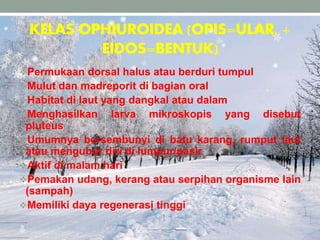 KELAS OPHIUROIDEA (OPIS=ULAR, +
EIDOS=BENTUK)
Permukaan dorsal halus atau berduri tumpul
Mulut dan madreporit di bagian oral
Habitat di laut yang dangkal atau dalam
Menghasilkan larva mikroskopis yang disebut
pluteus
Umumnya bersembunyi di batu karang, rumput laut
atau mengubur diri di lumpur/pasir
Aktif di malam hari
Pemakan udang, kerang atau serpihan organisme lain
(sampah)
Memiliki daya regenerasi tinggi
 