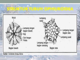 STRUKTUR TUBUH OPHIUROIDEA
 