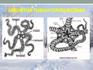 STRUKTUR TUBUH OPHIUROIDEA
 