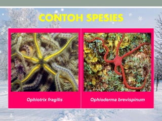 CONTOH SPESIES
Ophiotrix fragilis Ophioderma brevispinum
 