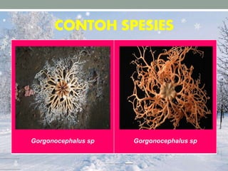 CONTOH SPESIES
Gorgonocephalus sp Gorgonocephalus sp
 