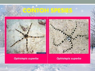 CONTOH SPESIES
Ophiolepis superba Ophiolepis superba
 