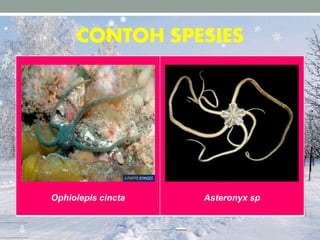 CONTOH SPESIES
Ophiolepis cincta Asteronyx sp
 