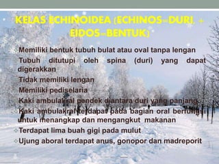 KELAS ECHINOIDEA (ECHINOS=DURI, +
EIDOS=BENTUK)
Memiliki bentuk tubuh bulat atau oval tanpa lengan
Tubuh ditutupi oleh spina (duri) yang dapat
digerakkan
Tidak memiliki lengan
Memiliki pediselaria
Kaki ambulakral pendek diantara duri yang panjang
Kaki ambulakral terdapat pada bagian oral berfungsi
untuk menangkap dan mengangkut makanan
Terdapat lima buah gigi pada mulut
Ujung aboral terdapat anus, gonopor dan madreporit
 