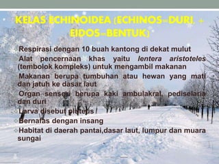 KELAS ECHINOIDEA (ECHINOS=DURI, +
EIDOS=BENTUK)
Respirasi dengan 10 buah kantong di dekat mulut
Alat pencernaan khas yaitu lentera aristoteles
(tembolok kompleks) untuk mengambil makanan
Makanan berupa tumbuhan atau hewan yang mati
dan jatuh ke dasar laut
Organ sensori berupa kaki ambulakral, pediselaria
dan duri
Larva disebut pluteus
Bernafas dengan insang
Habitat di daerah pantai,dasar laut, lumpur dan muara
sungai
 