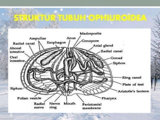 STRUKTUR TUBUH OPHIUROIDEA
 