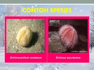 CONTOH SPESIES
Echinocardium cordatum Echinus esculentus
 